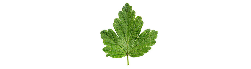 Wall Mural - Close up gooseberry leaf isolated on a white background.