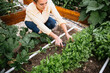 © MeganBetteridge - Gardener harvesting fresh cilantro from garden