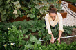© MeganBetteridge - Gardener harvesting fresh cilantro from garden