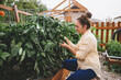 © MeganBetteridge - Gardener picks fresh bell peppers from backyard garden