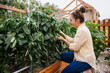 © MeganBetteridge - Gardener picks fresh bell peppers from backyard garden