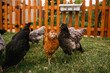 Backyard Chickens Roaming the Grass
