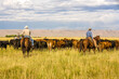 Paulina, Oregon - 8/7/2008:  Three cowboys moving a herd of cattle to an adjacent pasture on a cattle ranch in eastern Oregon near Paulina, Oregon.