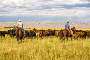 paulina, oregon - 8/7/2008: three cowboys moving a herd of cattle to an adjacent pasture on a cattle