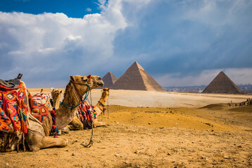 numerous camels waiting for tourist riders in giza.