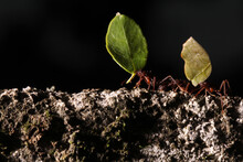 Leaf Cutter Ants, Carrying Leaf, Black And Blue Background