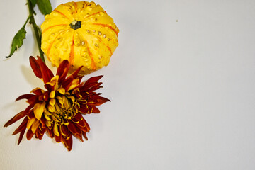 White Background for Use with Autumn Graphics with Yellow Orange Gourd and Red and Gold Chrysanthemum