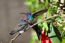 Bird Hummingbird Feeding Its Chick