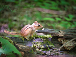 Forest Chipmunk