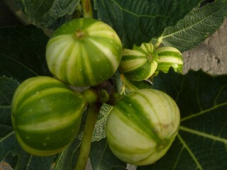 Sticker - Closeup shot of unripe figs growing on the tree