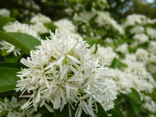 Wall Mural - selective focus shot of the white flowers of a chinese fringe tree