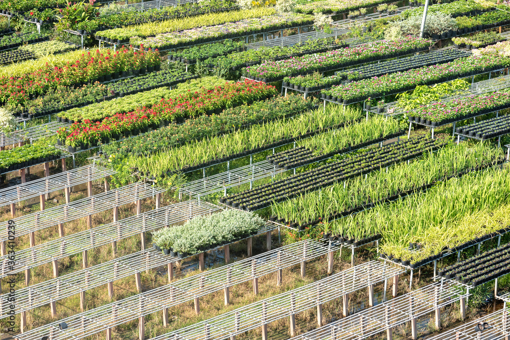 people are taking care of flowers. This is the oldest village specializing in growing flowers in Vietnam.
