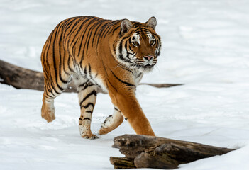 Poster - Siberian Tiger close up