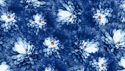 Floral  blue  background. A bouquet of  red  chrysanthemums. Close-up.    Flower composition. Nature.