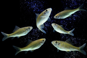 Wall Mural - Osteochilus vittatus/ Nilem Bonylip barb fish Is a medium sized freshwater fish.from asia