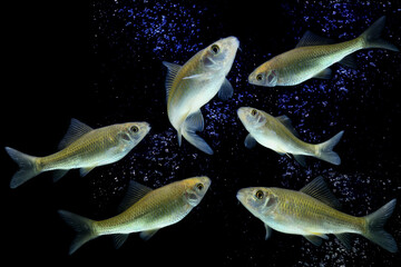 Poster - Osteochilus vittatus/ Nilem Bonylip barb fish Is a medium sized freshwater fish.from asia