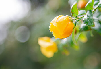 Fresh and beautiful yellow flowers