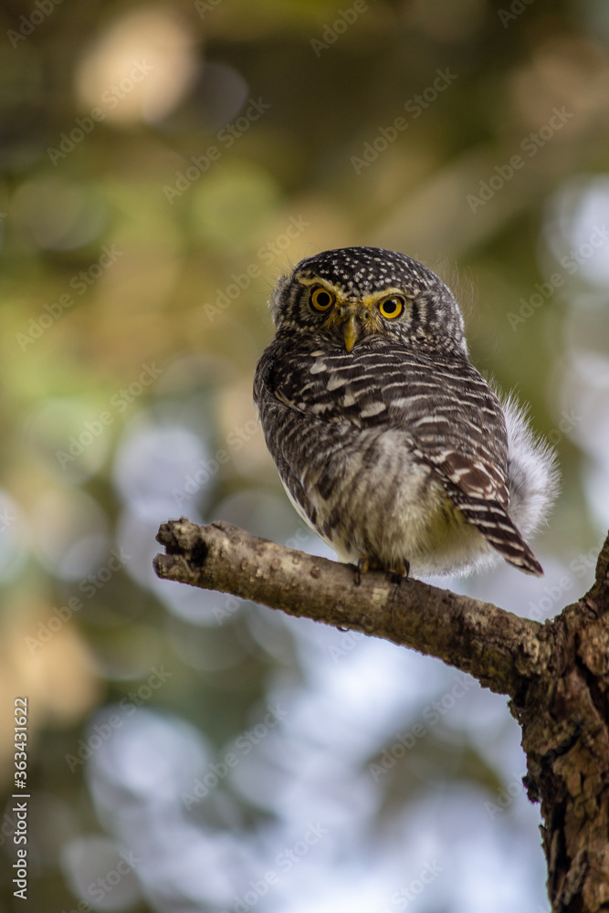 Close-up Of Owl Perching On Branch - obrazy, fototapety, plakaty 