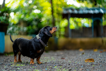 Portrait of a handsome dachshund dog.