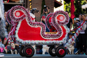 Pets parade at San Diego downtown