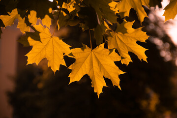 Poster - Red maple leaves on the branches