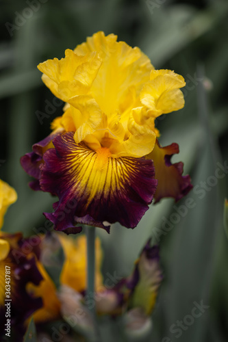 Beautiful iris flowers grow in the garden.