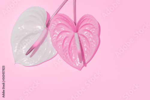 Pink flower in the shape of a heart on a pink background.