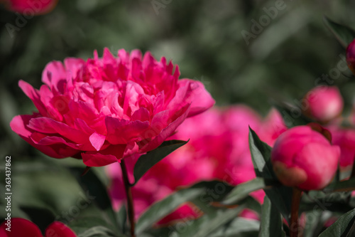 Pale pink peonies on a background of green leaves.