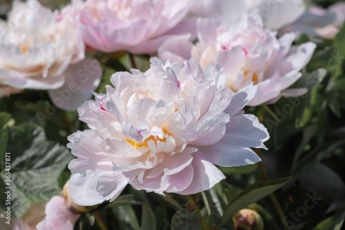 White flower peony flowering