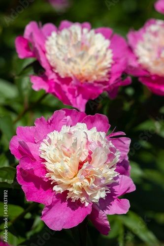 Beautiful pink peonies in the garden.