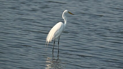 Wall Mural - Great Egret Hunting and Feeding in the Marsh