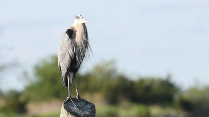 Poster - Great Blue Heron Standing on a Piling