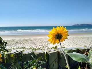 sunflowers on the beach