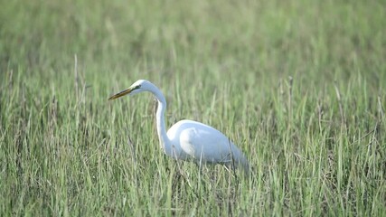 Wall Mural - Great Egret Hunting and Feeding in the Marsh