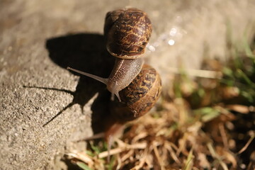 Two Snails on a Walkway