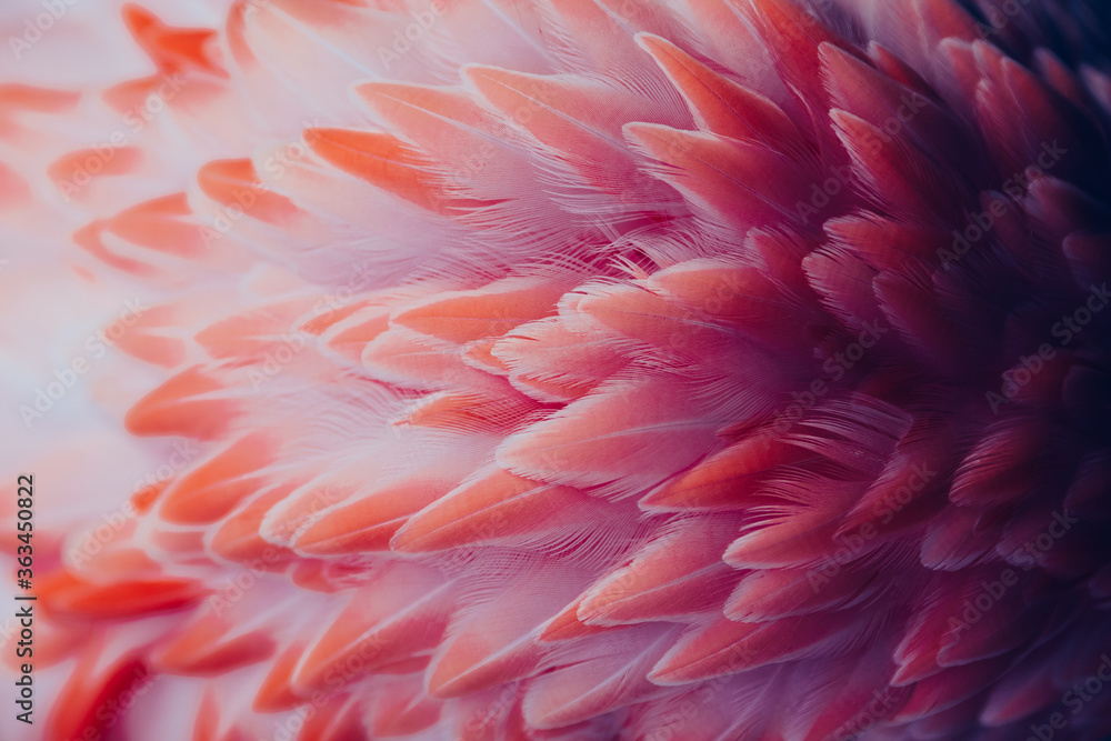 Beautiful close-up of the feathers of a pink flamingo bird. Creative background.  - obrazy, fototapety, plakaty 