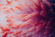 Beautiful Close-up Of The Feathers Of A Pink Flamingo Bird. Creative Background. 
