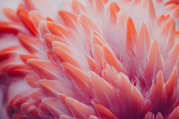 Beautiful close-up of the feathers of a pink flamingo bird. Creative background. 