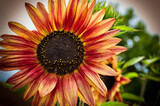 Fototapeta Kwiaty - Sunflower in the sun