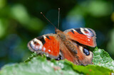 Fototapeta Londyn - butterfly sitting in the grass with outstretched wings