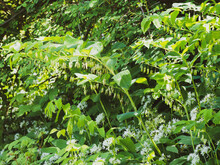 Eurasian Solomon's Seal Or Polygonatum Multiflorum. Flowering Plant With Alternate Leaves Necked On Arching Stems On Which Hang Clusters Of White And Green Tubular Flowers