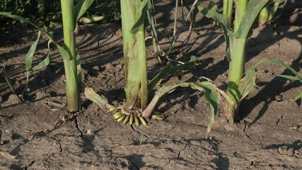 Wall Mural - Zoom in footage of corn root in field, agriculture in early summer