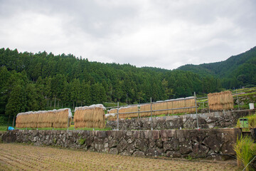 Wall Mural - 新城観光　四谷の千枚田