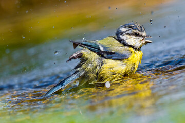 Blue Tit, Parus caeruleus, Forest Pond, Mediterranean Forest, Castile and Leon, Spain, Europe