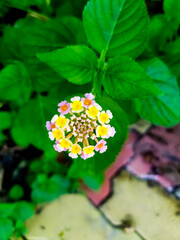 Wall Mural - Lantana camara flower. common names are big-sage, wild-sage, red-sage, white-sage, korsu wiri or korsoe wiwiri, tickberry, West Indian lantana, umbelanterna and Gu Phool in Assam.