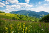 Fototapeta Natura - summer landscape in mountains. amazing scenery with wild herbs in fields on rolling hills of carpathians in dappled light. clouds on the blue sky above the distant ridge