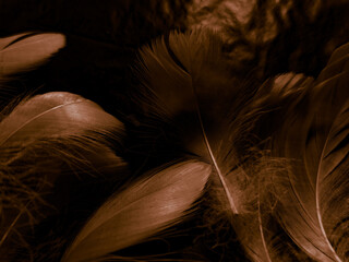 Beautiful abstract white and brown feathers on black background and soft yellow feather texture on white pattern and yellow background, feather background, gold feathers banners