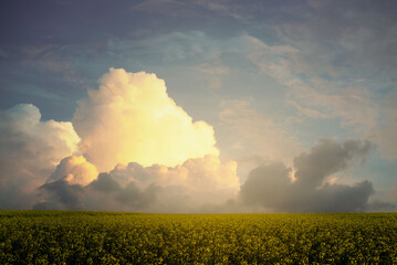 sunset in the field