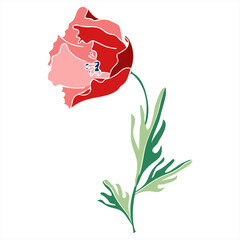 Wall Mural - Poppy. Hand Drawn Floral Illustration on White Background.