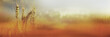 © gudrun - Golden grain field in late summer. Atmospheric horizontal close-up in autumn colors with short depth of field for a thanksgiving background concept.
